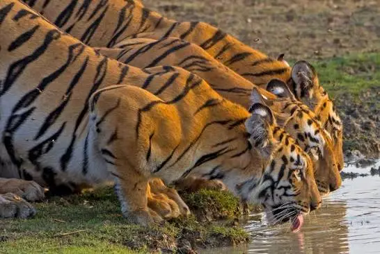 Bengal Tiger Sighting