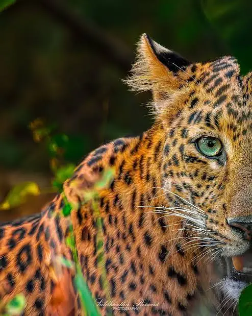 Leopard in forest